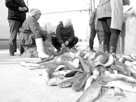 莱州海域出现大量大梭鱼  可能与海内的自然扇贝养殖场有关